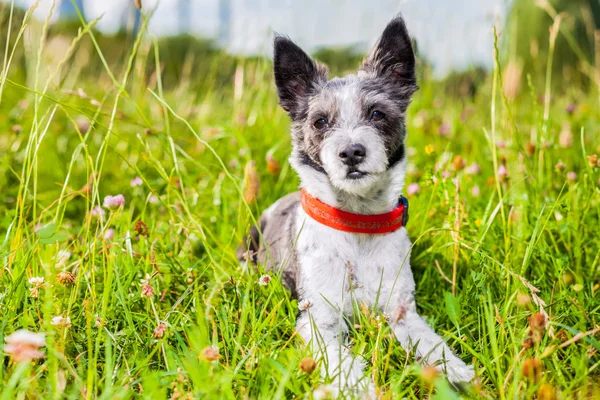 สุนัขในทุ่งหญ้า — ภาพถ่ายสต็อก