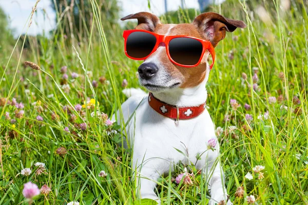 Hund i äng — Stockfoto