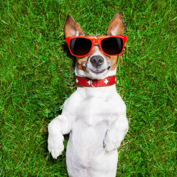 Çok komik köpek — Stok fotoğraf