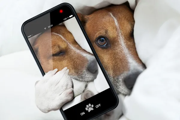 Sleepyhead selfie hund — Stockfoto