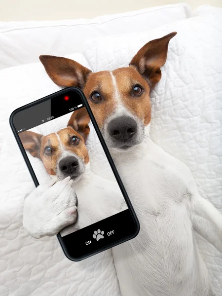 Σκύλος selfie Υπναράς — Φωτογραφία Αρχείου