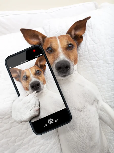 Sleepyhead selfie dog — Stock Photo, Image