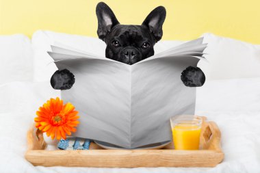 köpek okuma gazete 