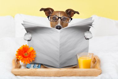 köpek okuma gazete 