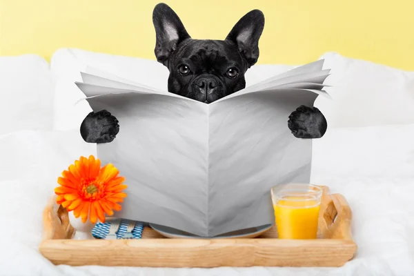Dog reading newspaper — Stock Photo, Image
