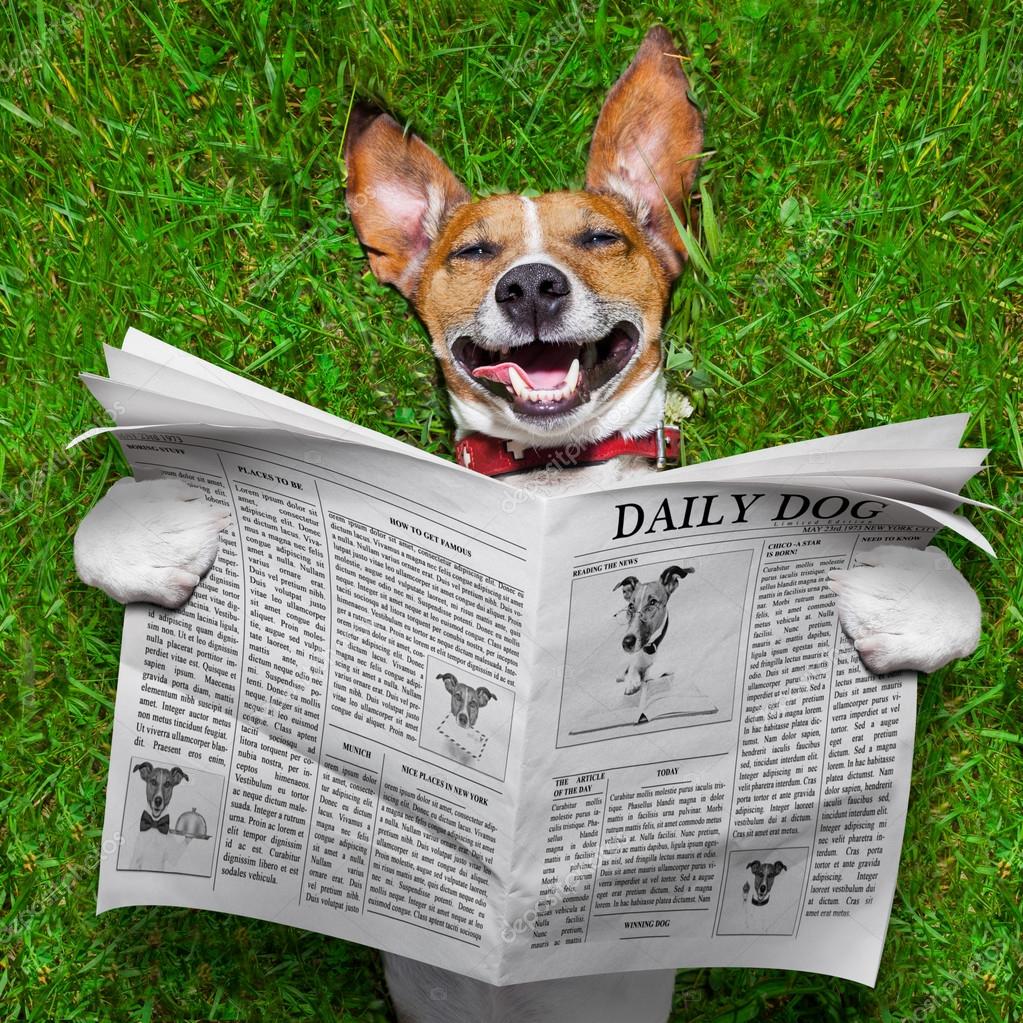 Dog reading newspaper ⬇ Stock Photo, Image by © damedeeso #48171735