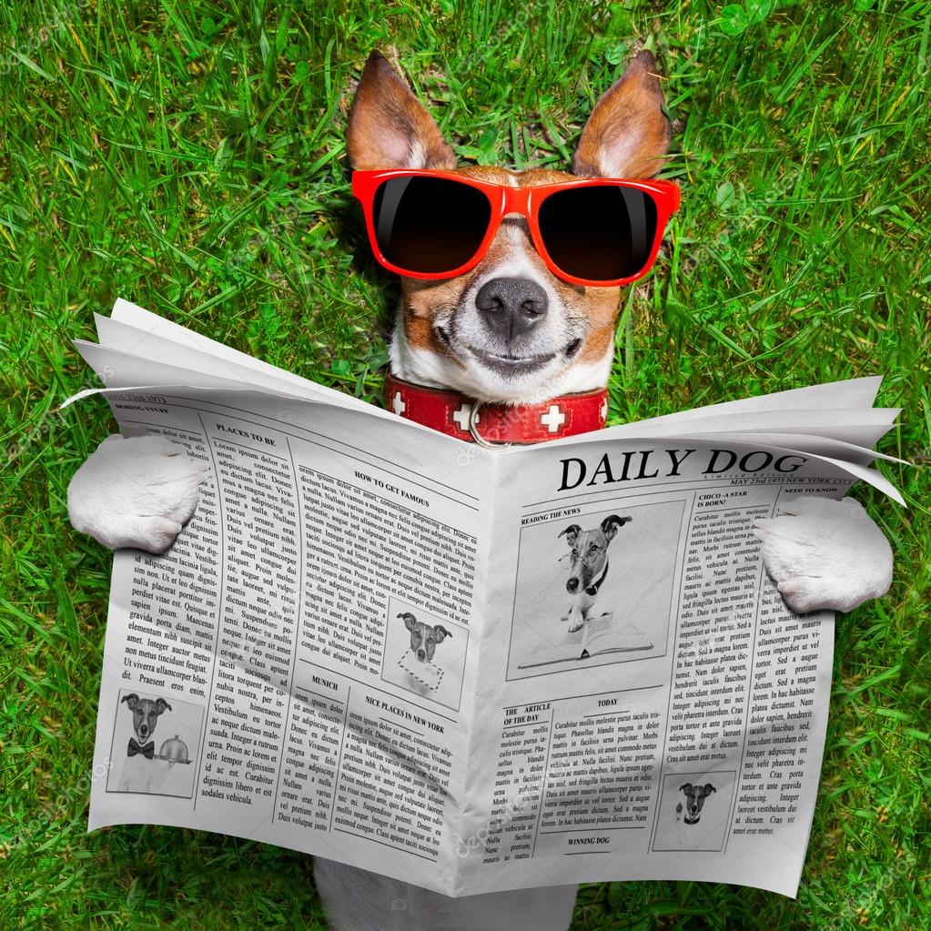 Image result for image, photo, dog and newspaper
