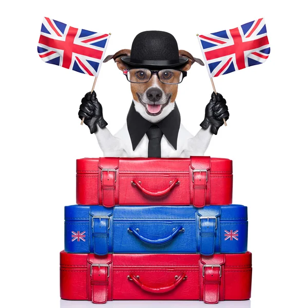 British dog — Stock Photo, Image