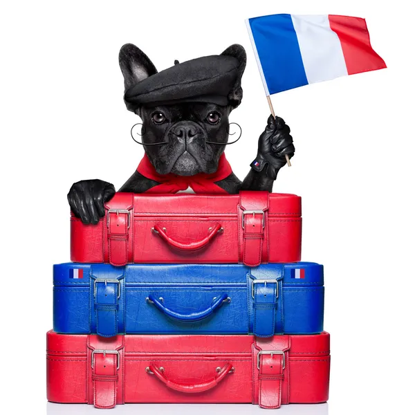 stock image french dog