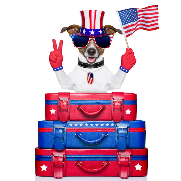 American dog — Stock Photo, Image