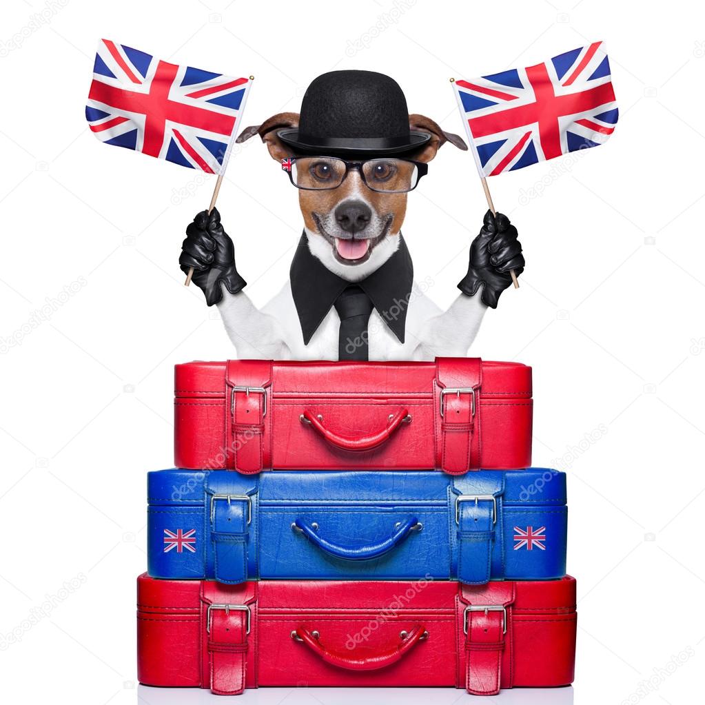 british dog