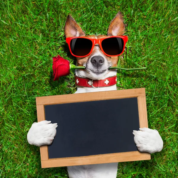 Valentines hond — Stockfoto