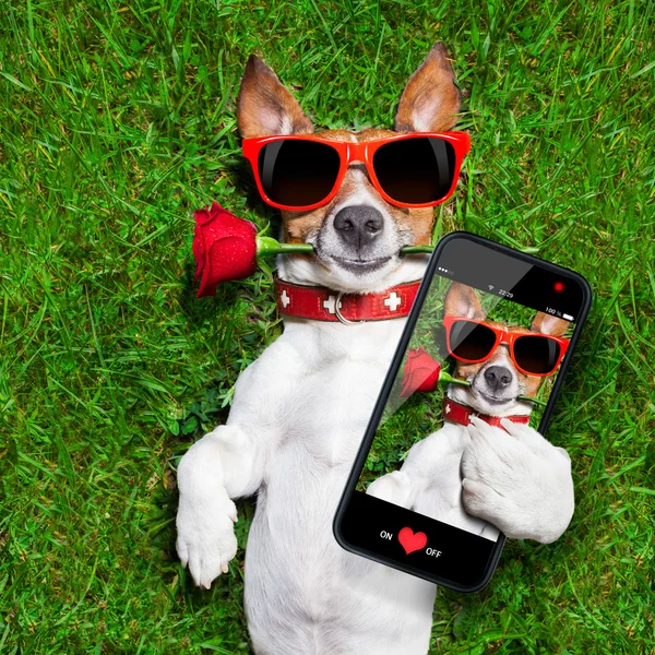 Valentines hond — Stockfoto