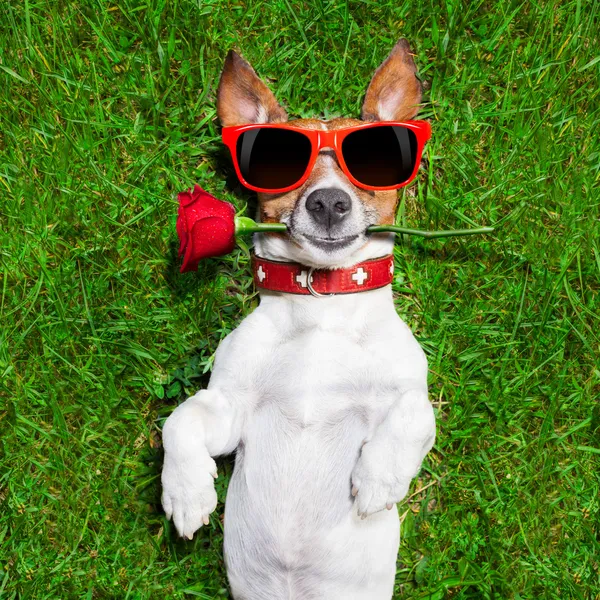 Pies Walentynki — Zdjęcie stockowe