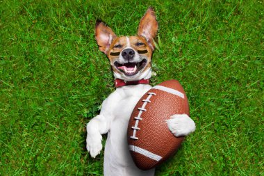Amerikan futbolu köpek