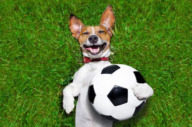 komik futbol köpek