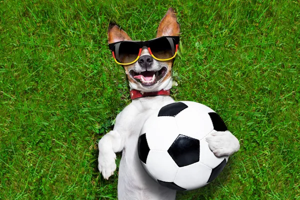 Lustiger deutscher Fußballhund — Stockfoto