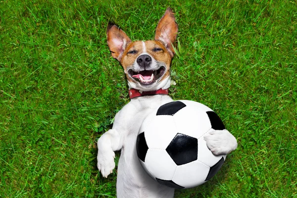 Lustiger Fußballhund — Stockfoto