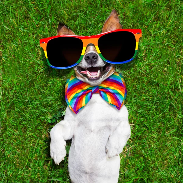 Очень смешная собака-гей — стоковое фото
