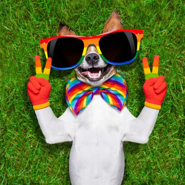 çok komik gay köpek