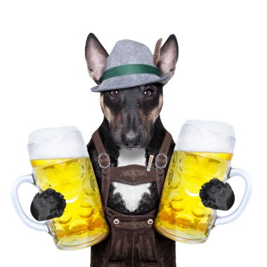 Bavyera bira köpek 
