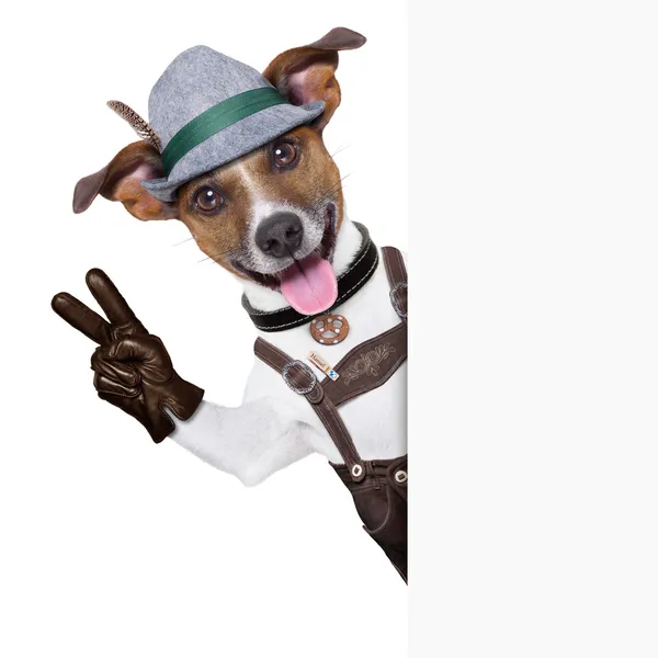オクトーバーフェスト犬 — ストック写真
