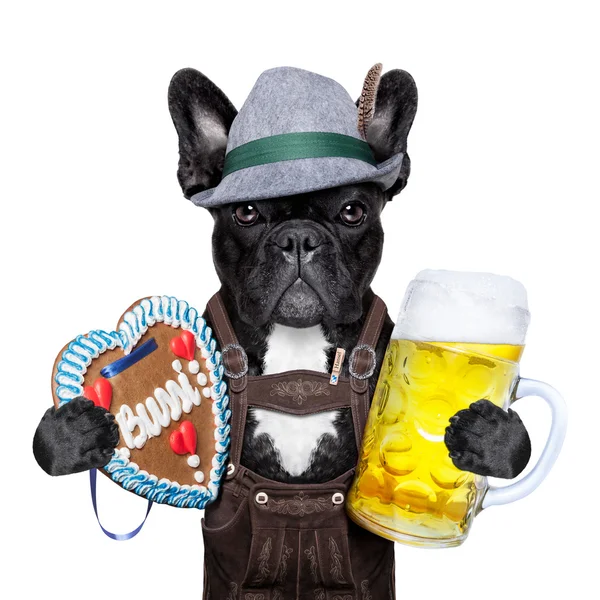 Bavorské pivní pes — Stock fotografie
