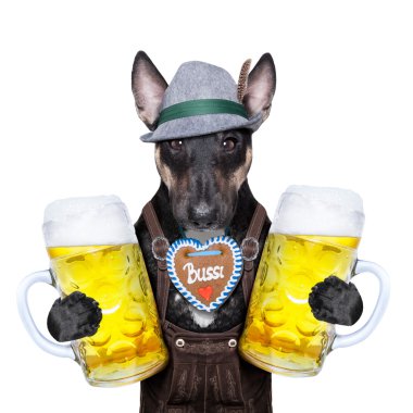 Bavyera bira köpek 
