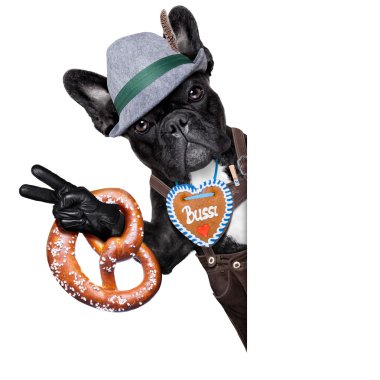 Bavyera köpek 