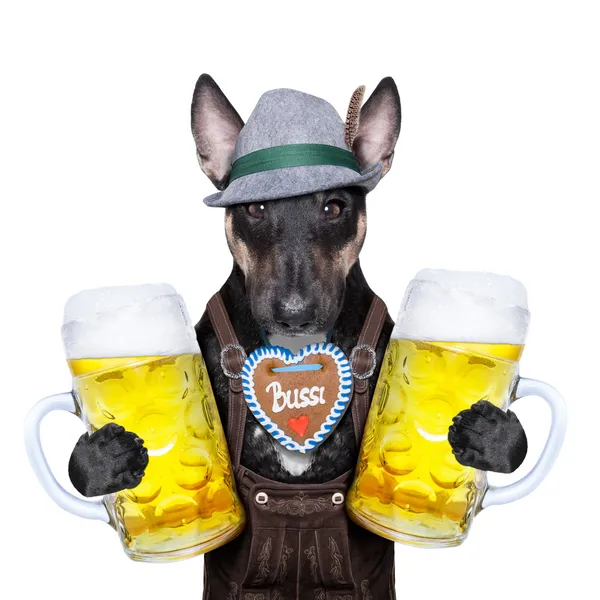 バイエルンのビールの犬 — ストック写真