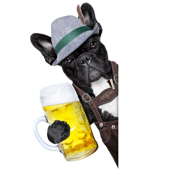 Βαυαρική μπύρα σκυλί — Φωτογραφία Αρχείου