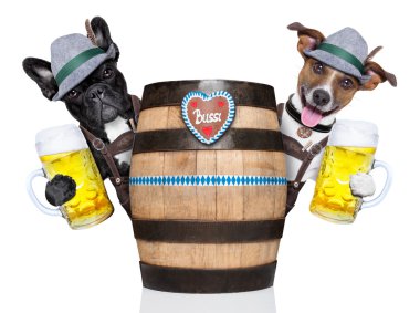 iki Bavyera köpek 