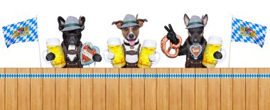 Bavyera köpekler
