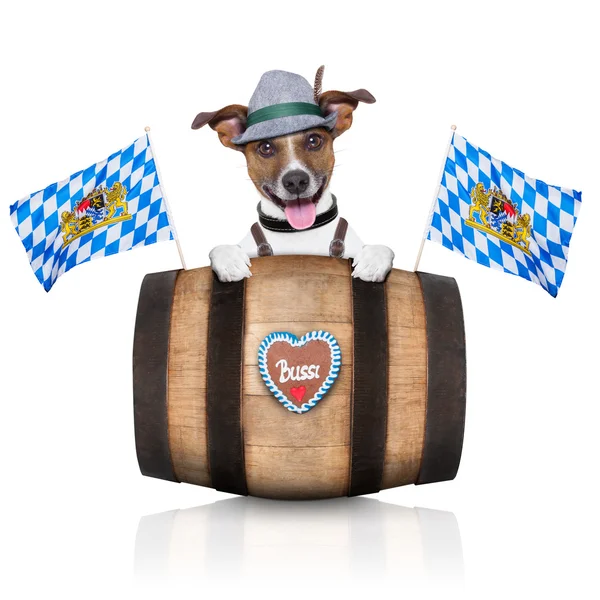 Bayerischer Hund — Stockfoto