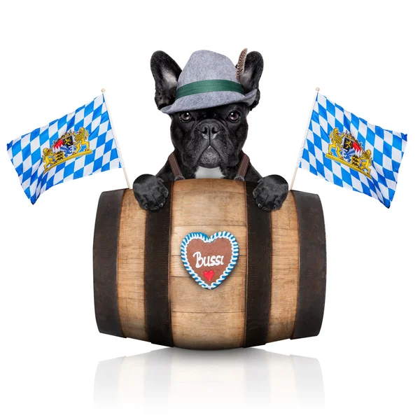 Bayerischer Hund — Stockfoto