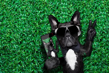 köpek selfie