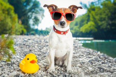 köpek yaz tatili