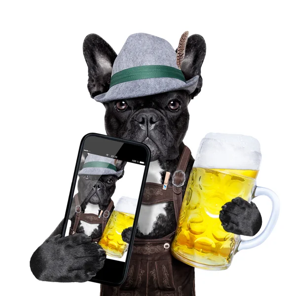 Bavorské pes — Stock fotografie