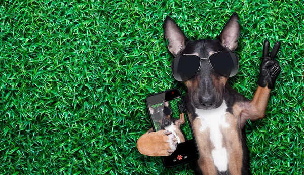 Dog selfie — Stock Photo, Image