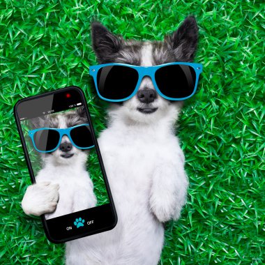 köpek selfie