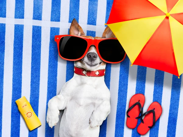Hund sommar strand — Stockfoto