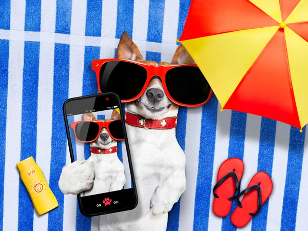 Hund selfie från semester — Stockfoto