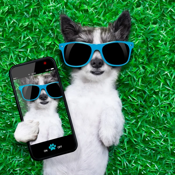 Dog selfie — Stock Photo, Image