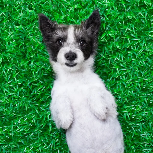 草地上的狗 — 图库照片