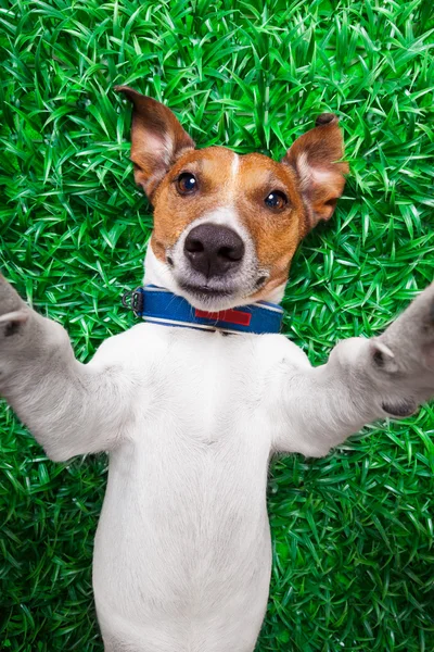 Selfie anjing — Stok Foto