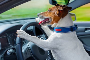 köpek araba direksiyon