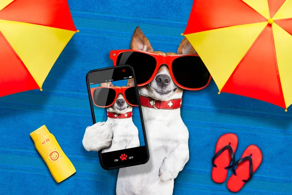 Σκύλος καλοκαίρι παραλία selfie — Φωτογραφία Αρχείου