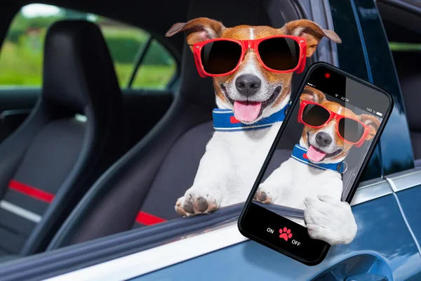 Dog window car — Stock Photo, Image