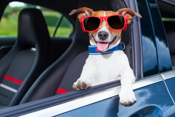 Cão janela carro — Fotografia de Stock