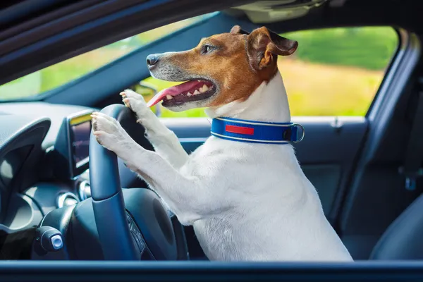 Dog car steering wheel — Stock Photo, Image